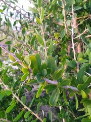 Acanthosyris spinescens