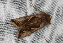 Chrysodeixis subsidens