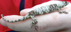 Anolis fungosus