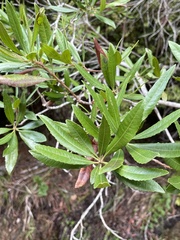 Rhododendron columbianum