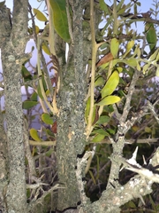 Acanthosyris spinescens