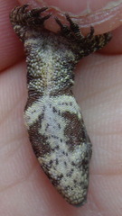 Anolis fungosus
