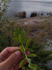 Acanthosyris spinescens