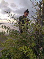 Acanthosyris spinescens