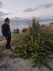 Acanthosyris spinescens