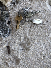 Trichosurus vulpecula hypoleucus