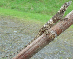 Anolis fungosus