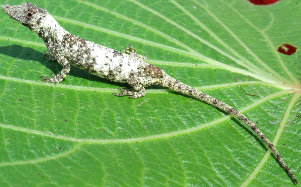 Myers' Anole