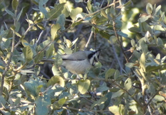 Baeolophus wollweberi
