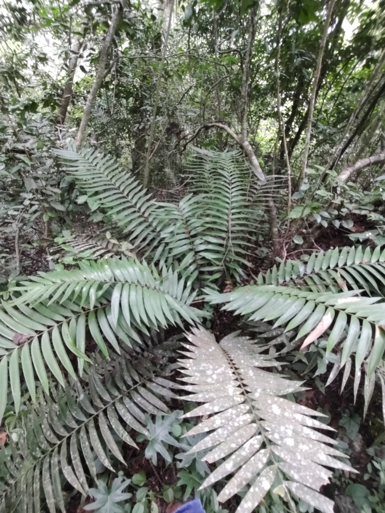 Ceratozamia chamberlainii