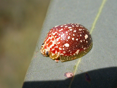 Paropsis marmorea