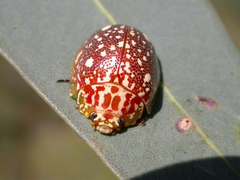 Paropsis marmorea