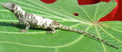 Anolis fungosus