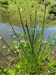 Eleocharis sphacelata