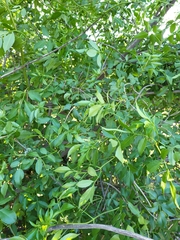 Sambucus cerulea