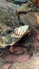 Amphidromus perversus