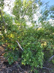 Sambucus cerulea