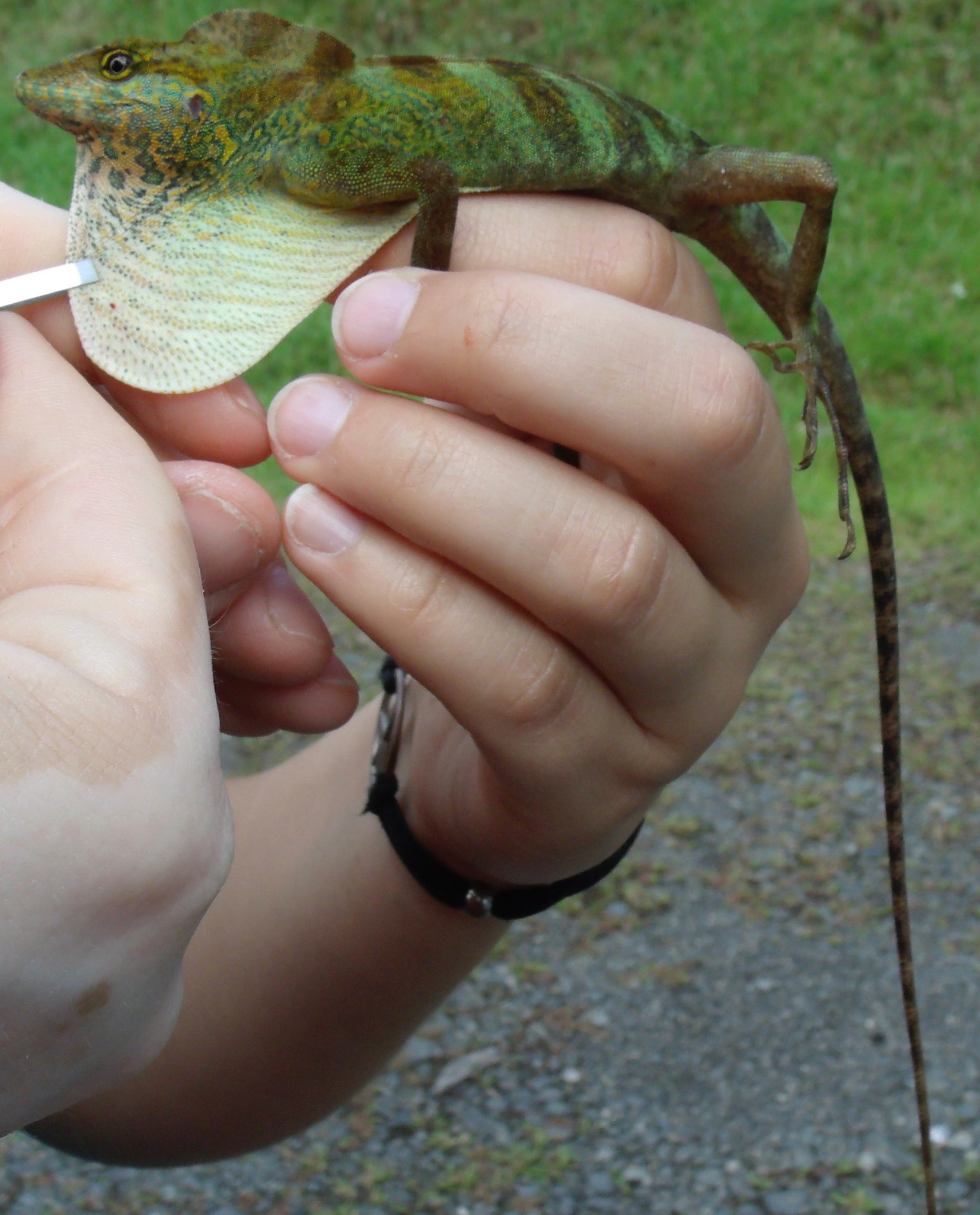 Casilda's Anole photo 3