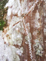 Argiope caledonia