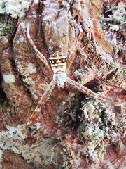 Argiope caledonia