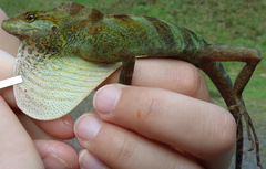 Anolis casildae