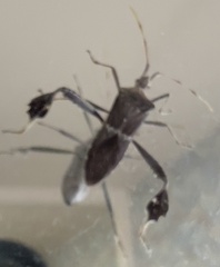 Leptoglossus oppositus