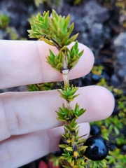 Coprosma ernodeoides