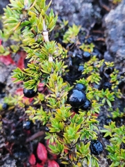 Coprosma ernodeoides