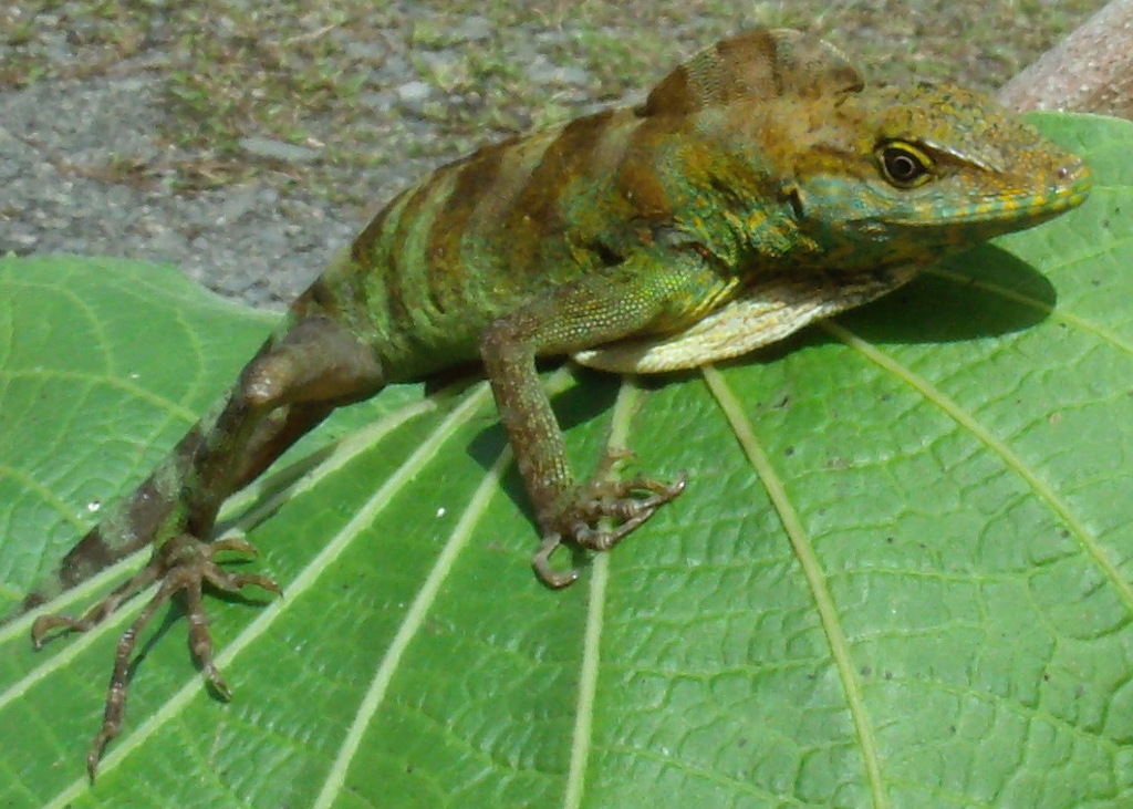 Casilda's Anole