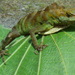 Casilda's Anole - Photo (c) John G. Phillips, some rights reserved (CC BY-NC), uploaded by John G. Phillips