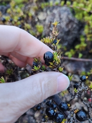 Coprosma ernodeoides