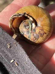 Helminthoglypta arrosa