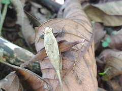 Eneoptera surinamensis