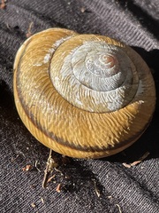 Helminthoglypta arrosa