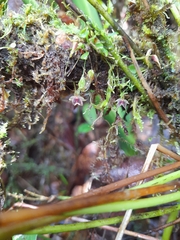 Platystele posadarum