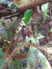 Platystele posadarum