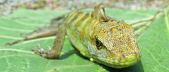 Anolis casildae
