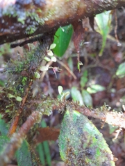 Platystele posadarum