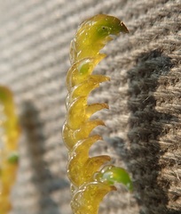 Scorpidium scorpioides