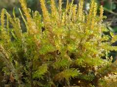 Scorpidium scorpioides