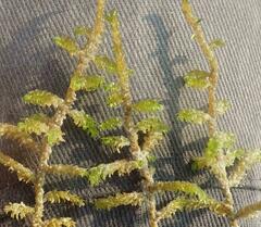 Scorpidium scorpioides