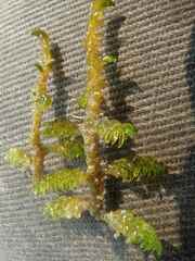 Scorpidium scorpioides