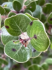 Arctostaphylos nummularia