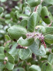 Arctostaphylos nummularia