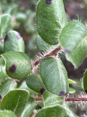 Arctostaphylos nummularia