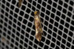 Monopis chrysogramma