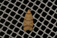 Heteroteucha anthodora