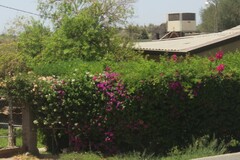 Bougainvillea