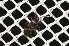 Austroxestus australiensis