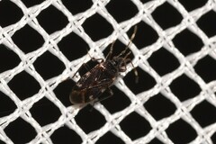 Austroxestus australiensis